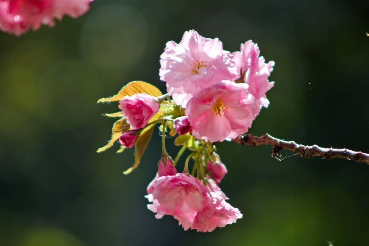 春天里——公园杂拍