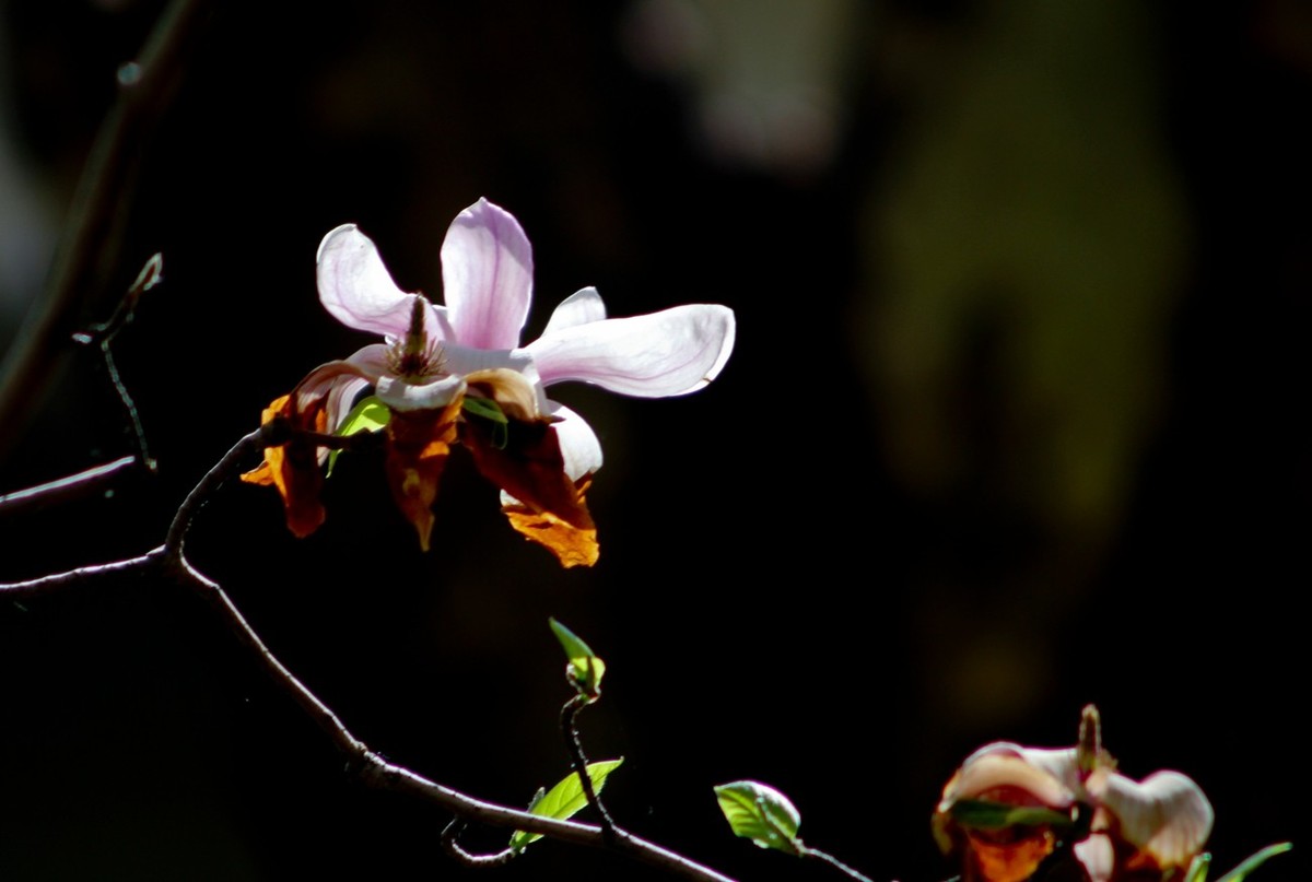 春天里——公园杂拍