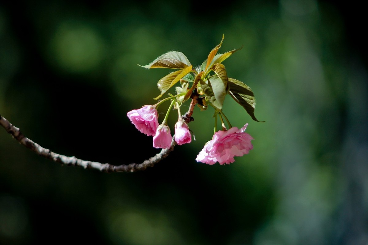 春天里——公园杂拍