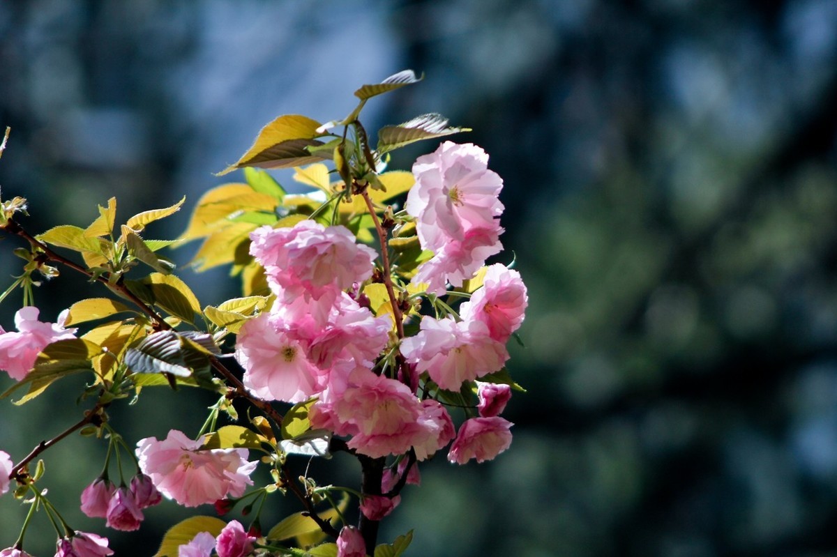 春天里——公园杂拍