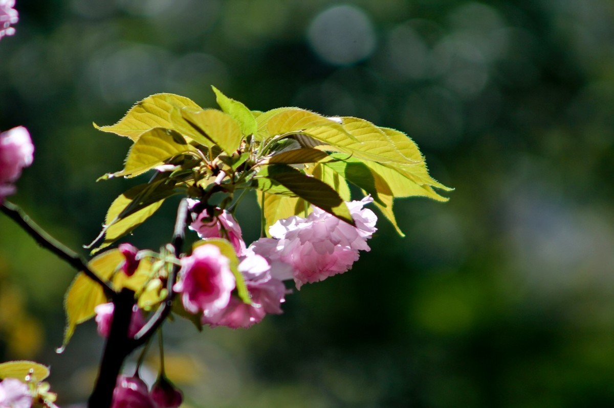 春天里——公园杂拍
