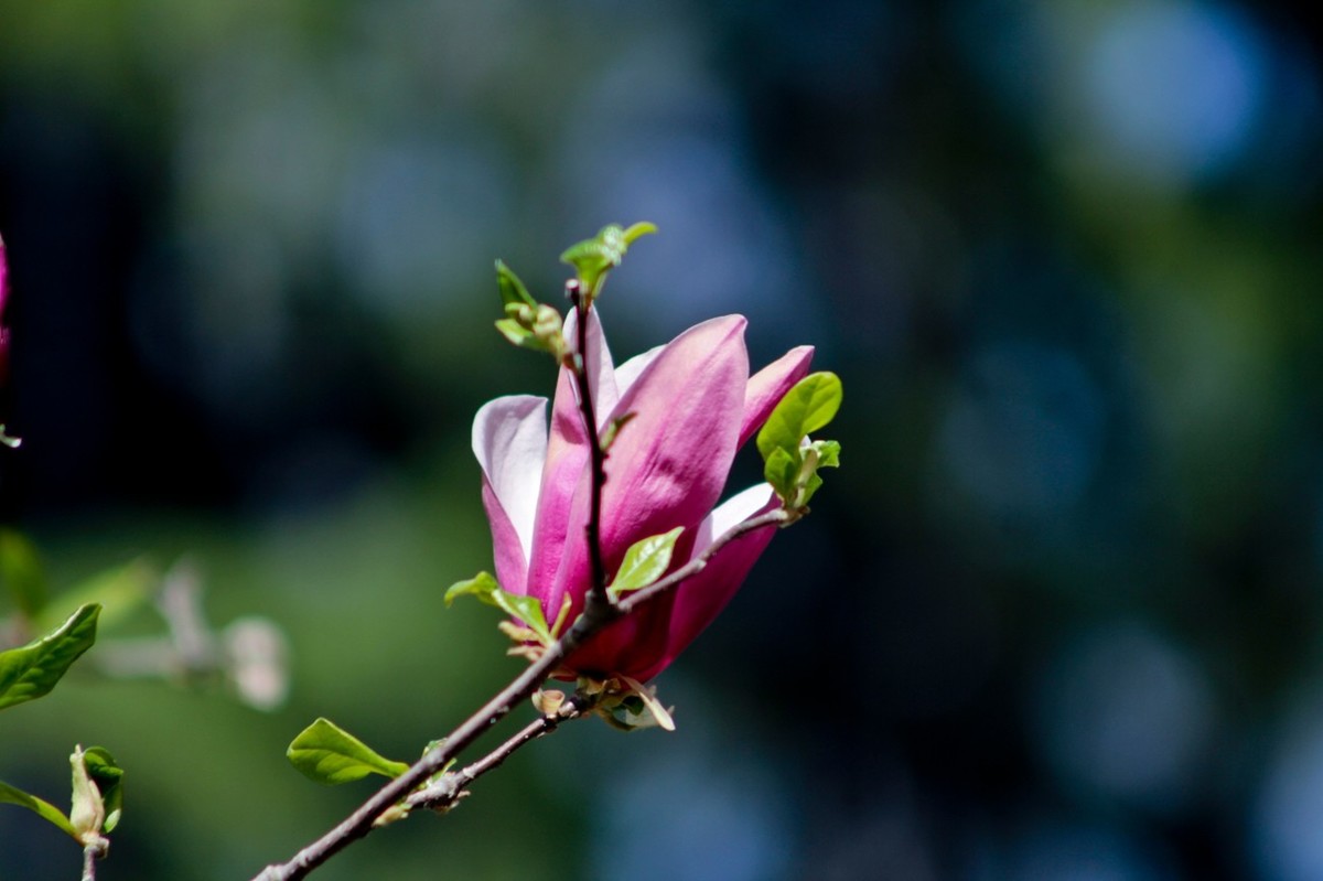 春天里——公园杂拍