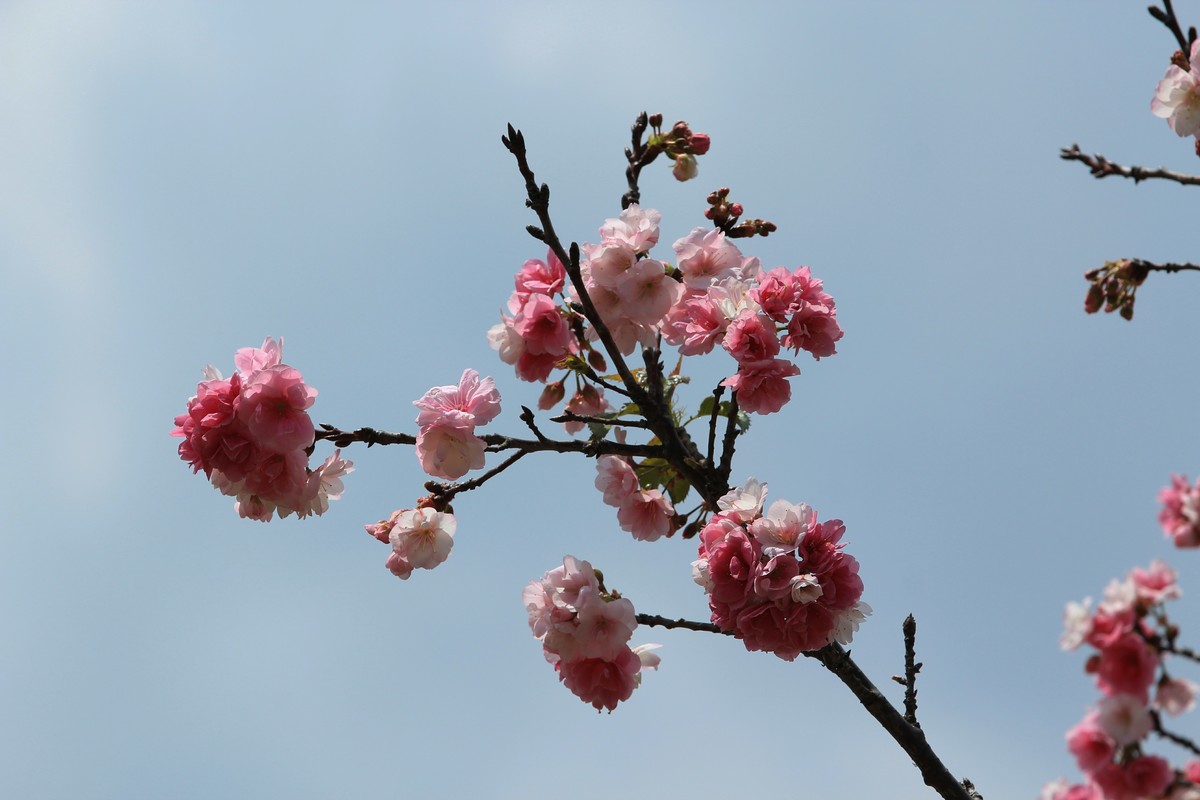 拍摄花卉一（551）