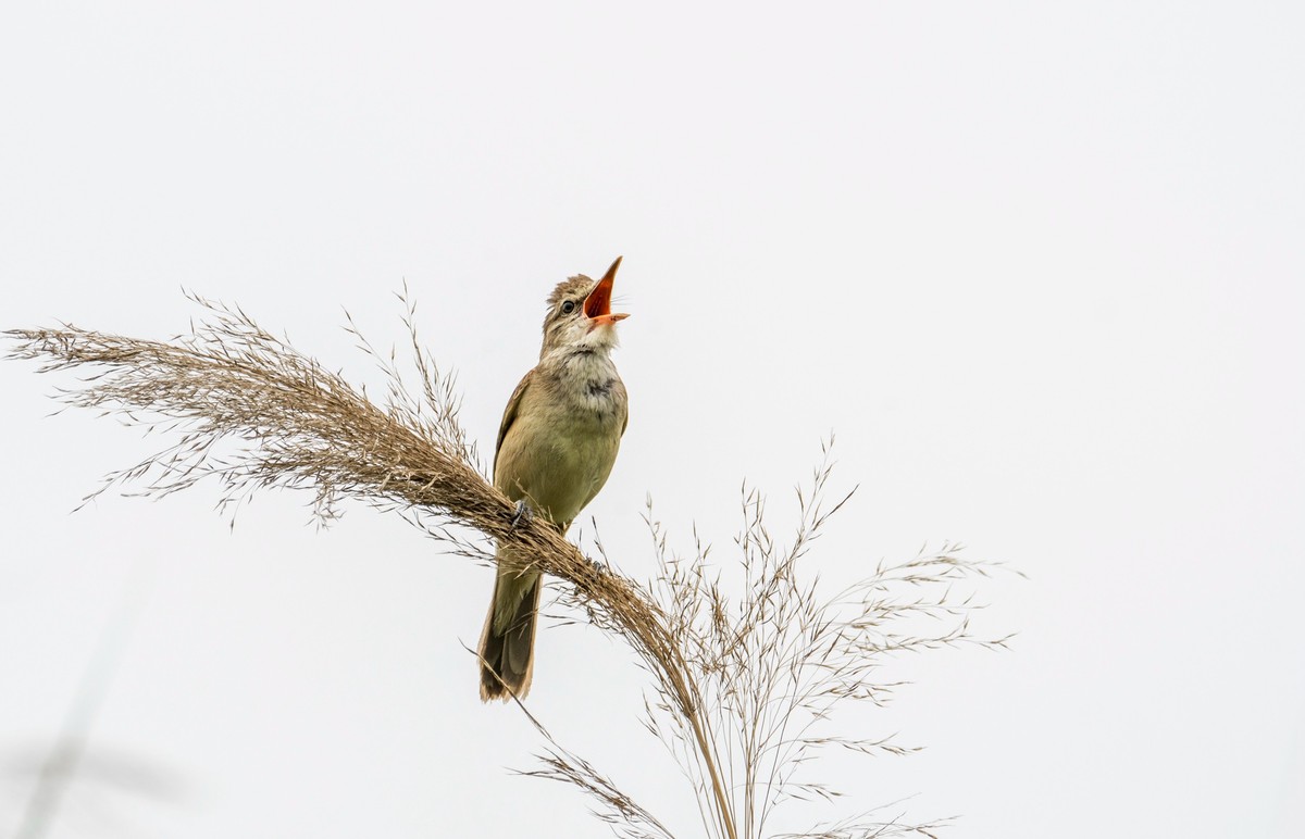 爱唱歌的大苇莺（十四）