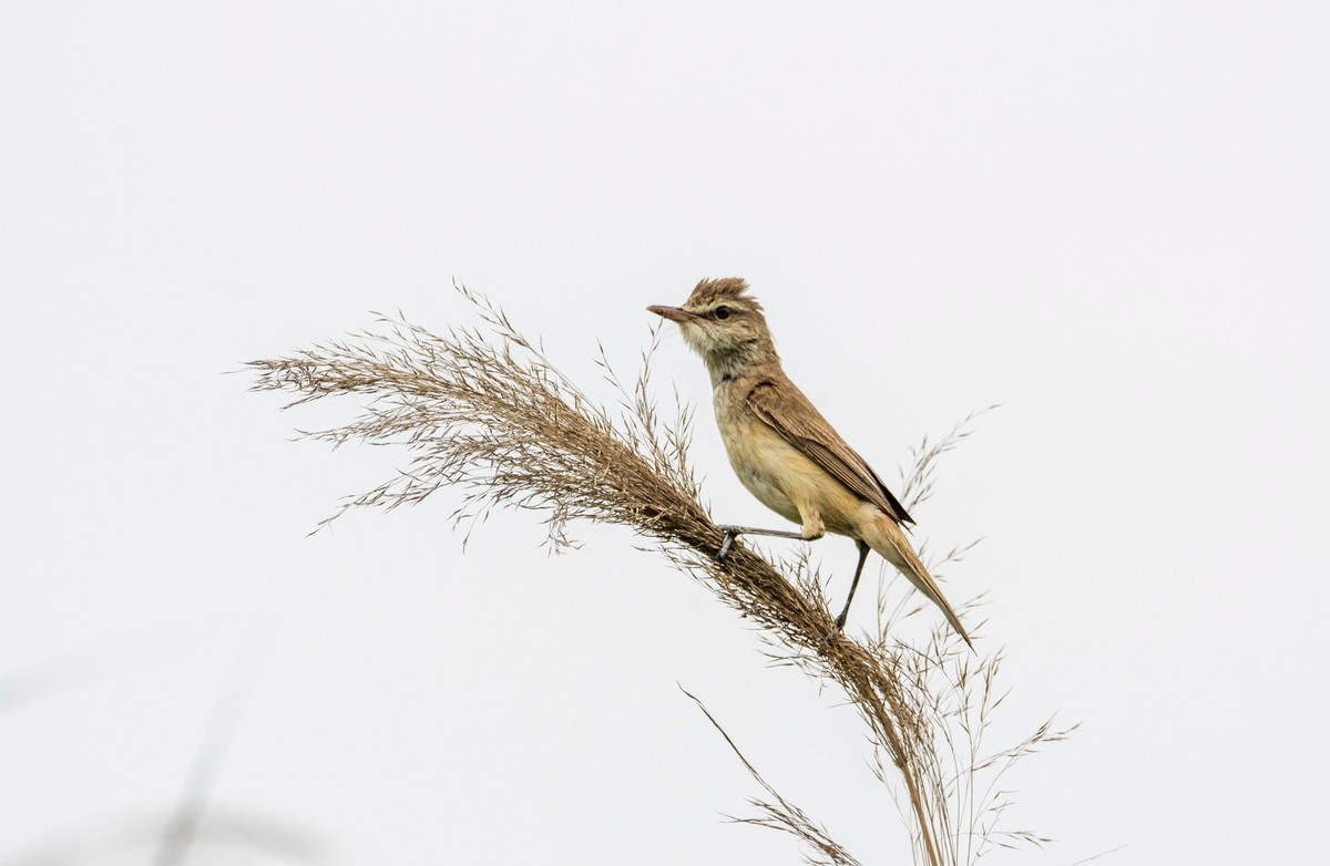 爱唱歌的大苇莺（十四）