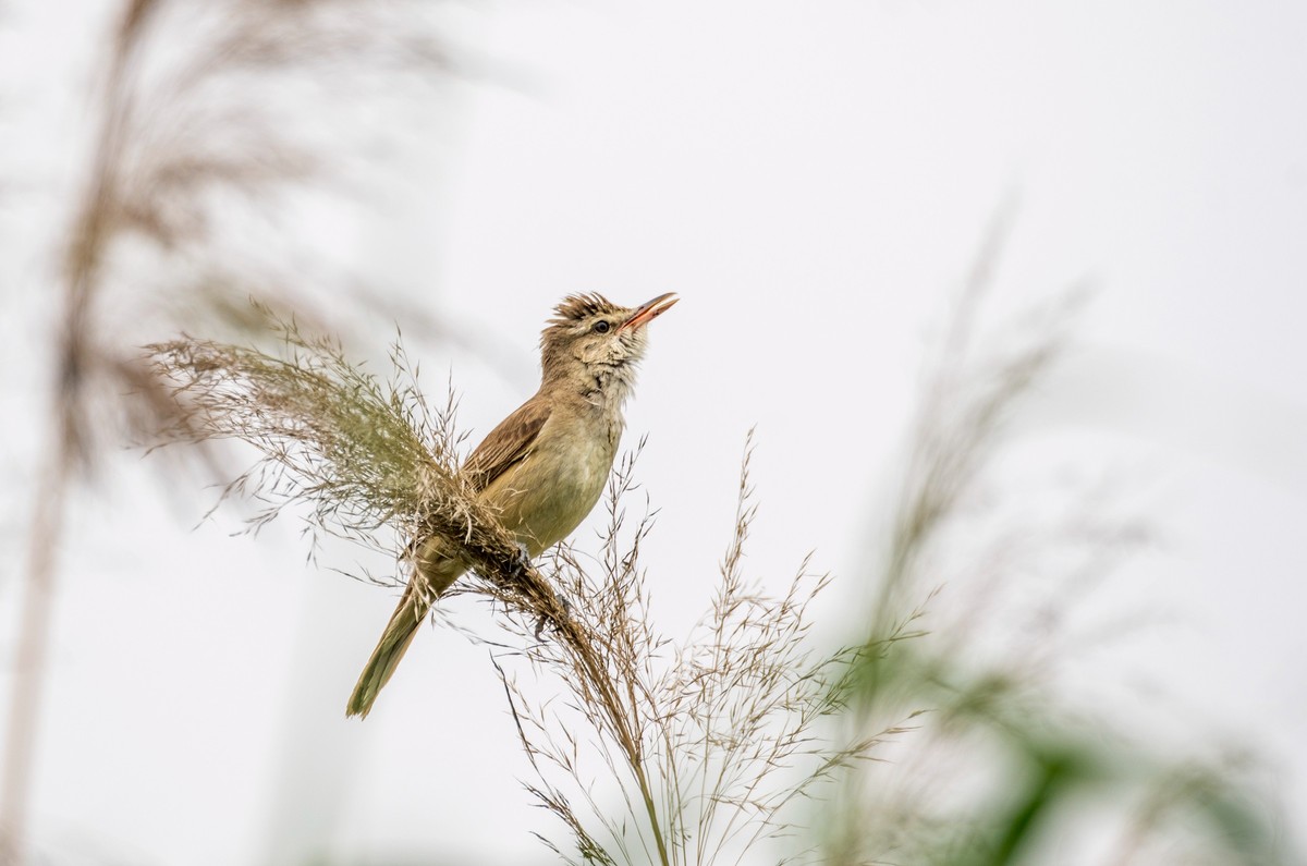爱唱歌的大苇莺（十四）