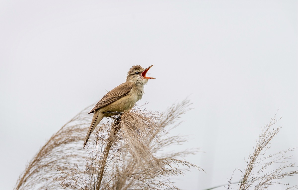 爱唱歌的大苇莺（十四）