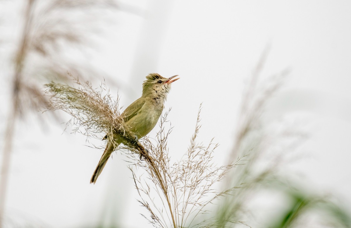 爱唱歌的大苇莺（十四）