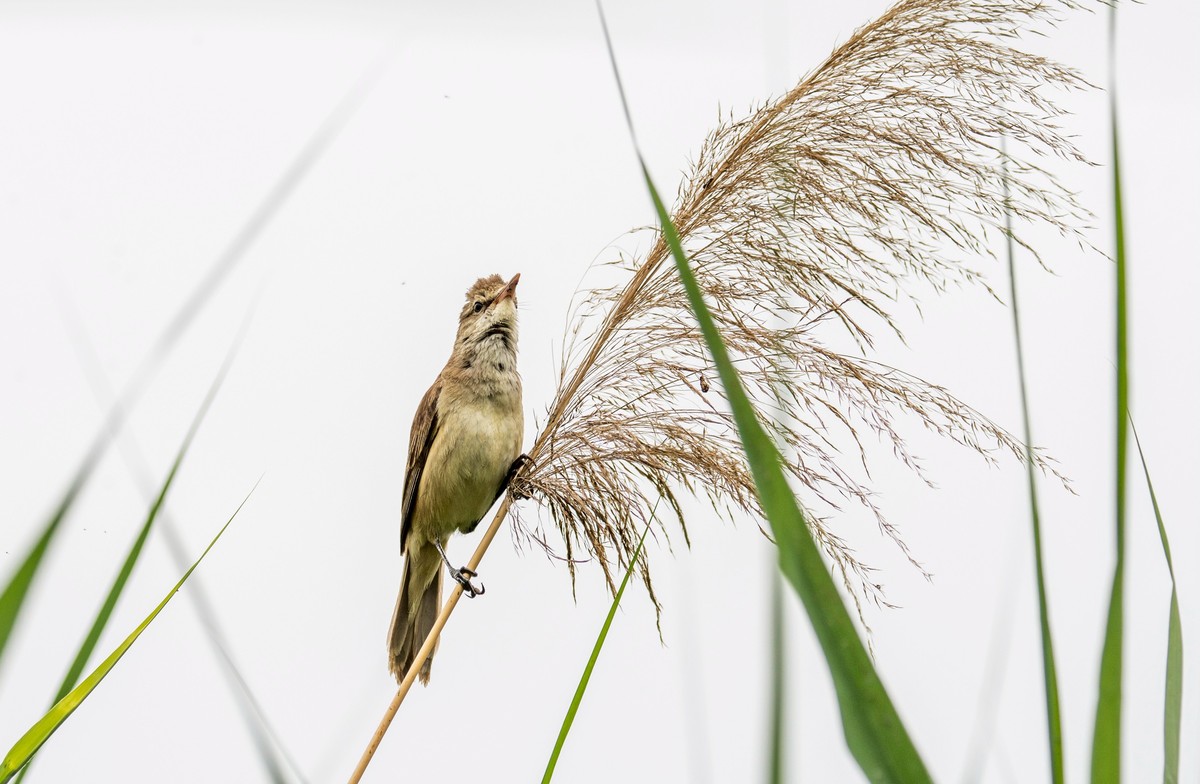 爱唱歌的大苇莺（十四）