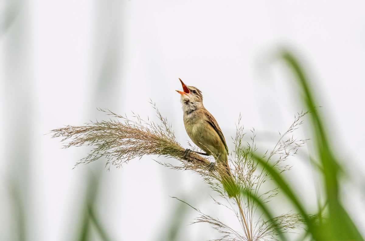 爱唱歌的大苇莺（十四）