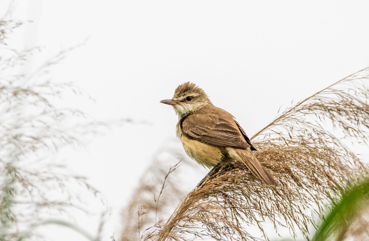 爱唱歌的大苇莺（十四）