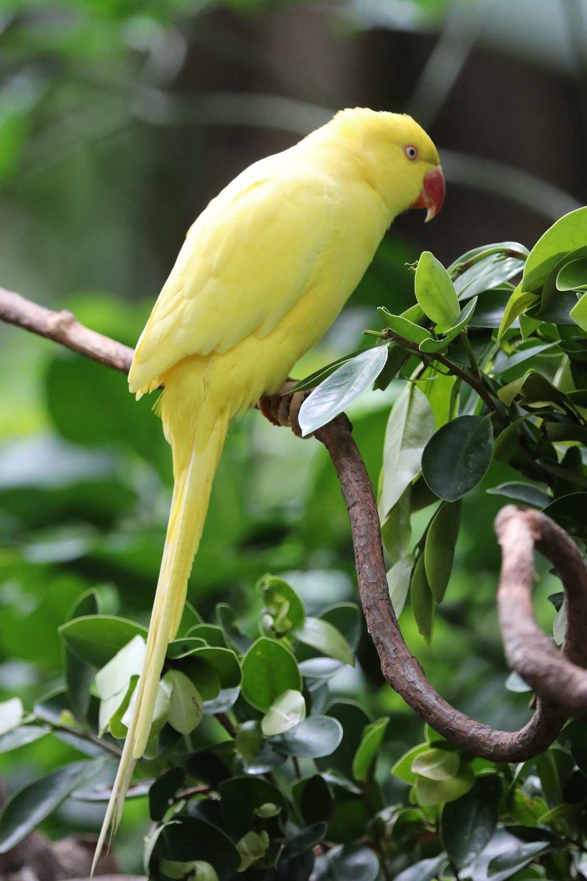 黄色鹦鹉