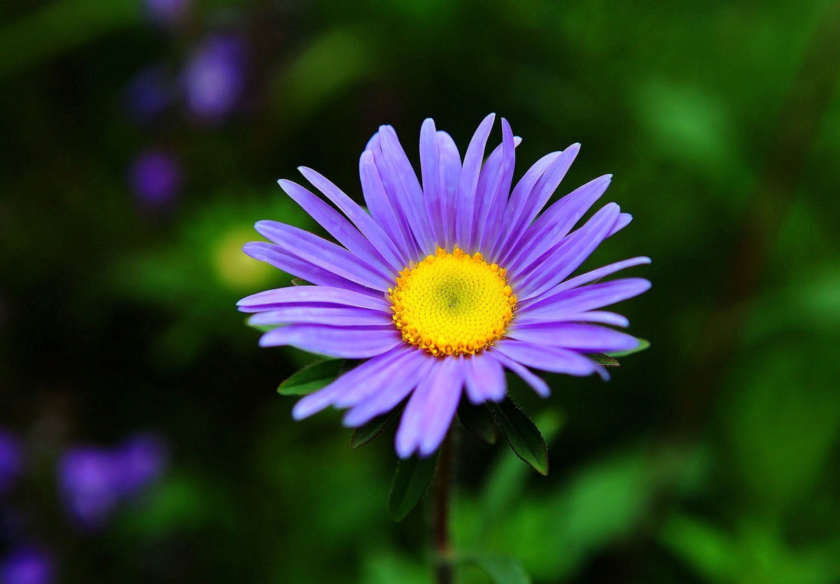 翠菊