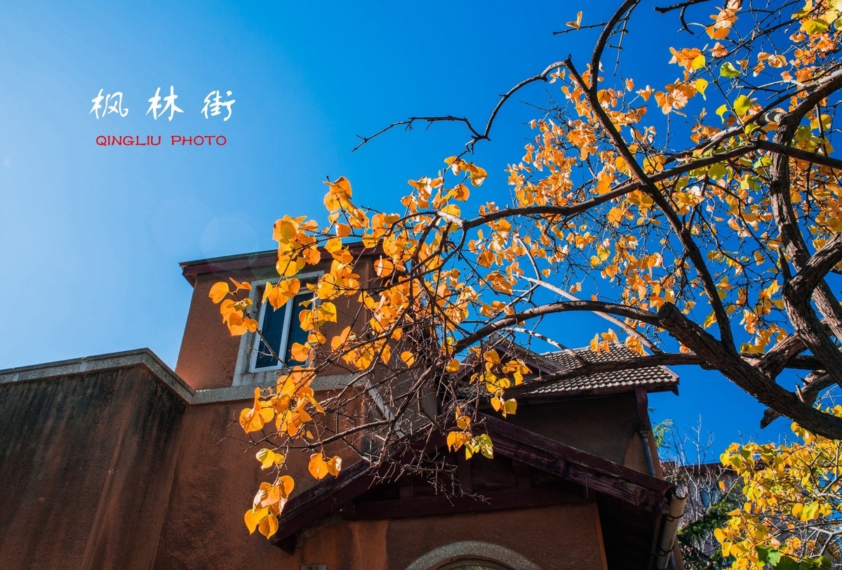 秋染枫林街（二）