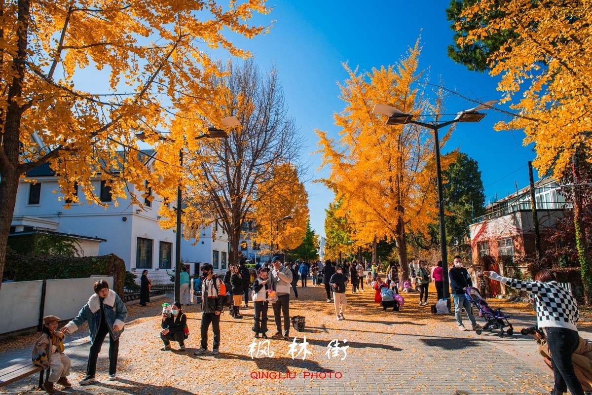 秋染枫林街（二）