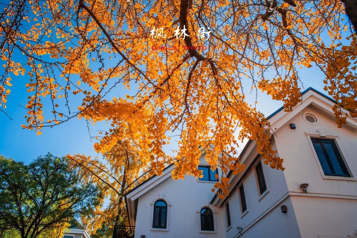 秋染枫林街（二）