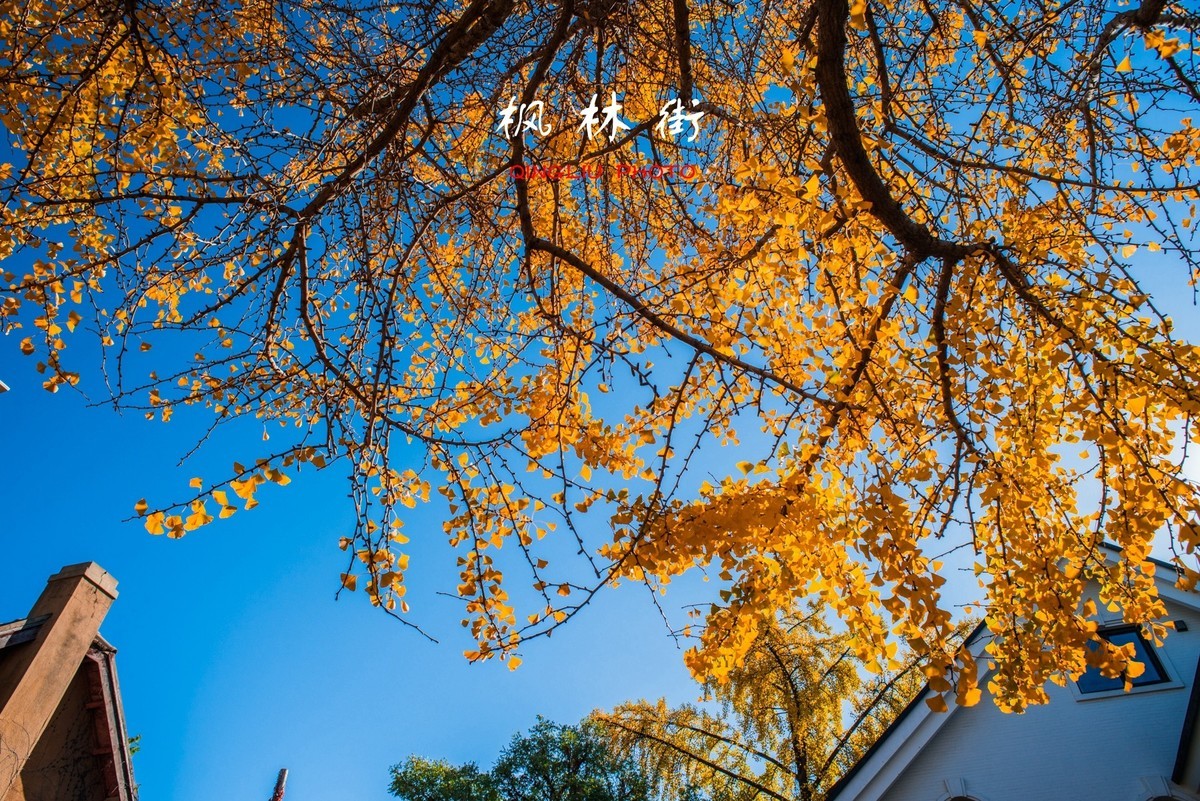 秋染枫林街（二）