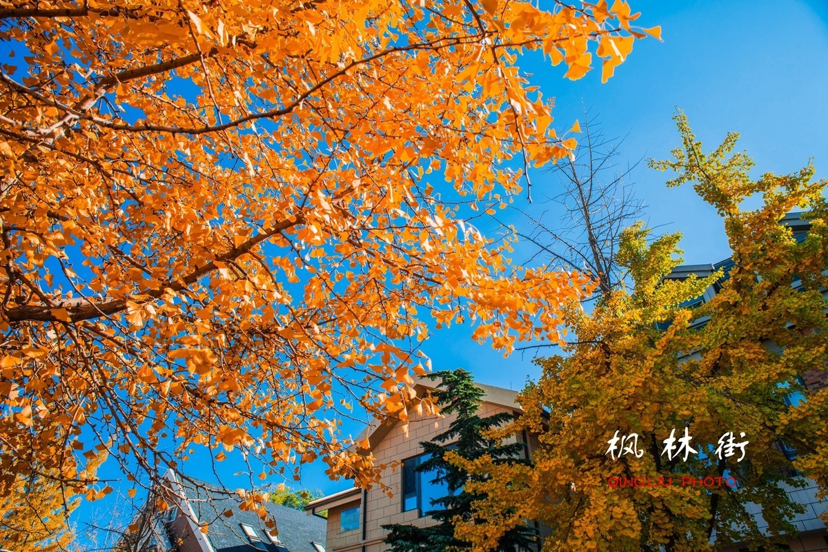 秋染枫林街（二）