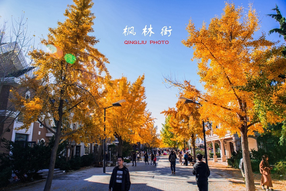 秋染枫林街（二）