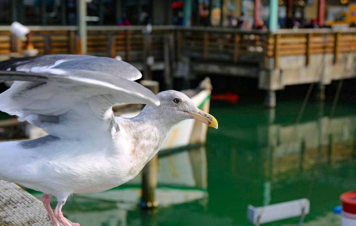 美国旧金山漁人码头[老片新发]