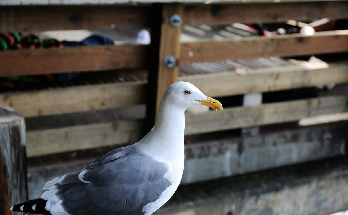 美国旧金山漁人码头[老片新发]