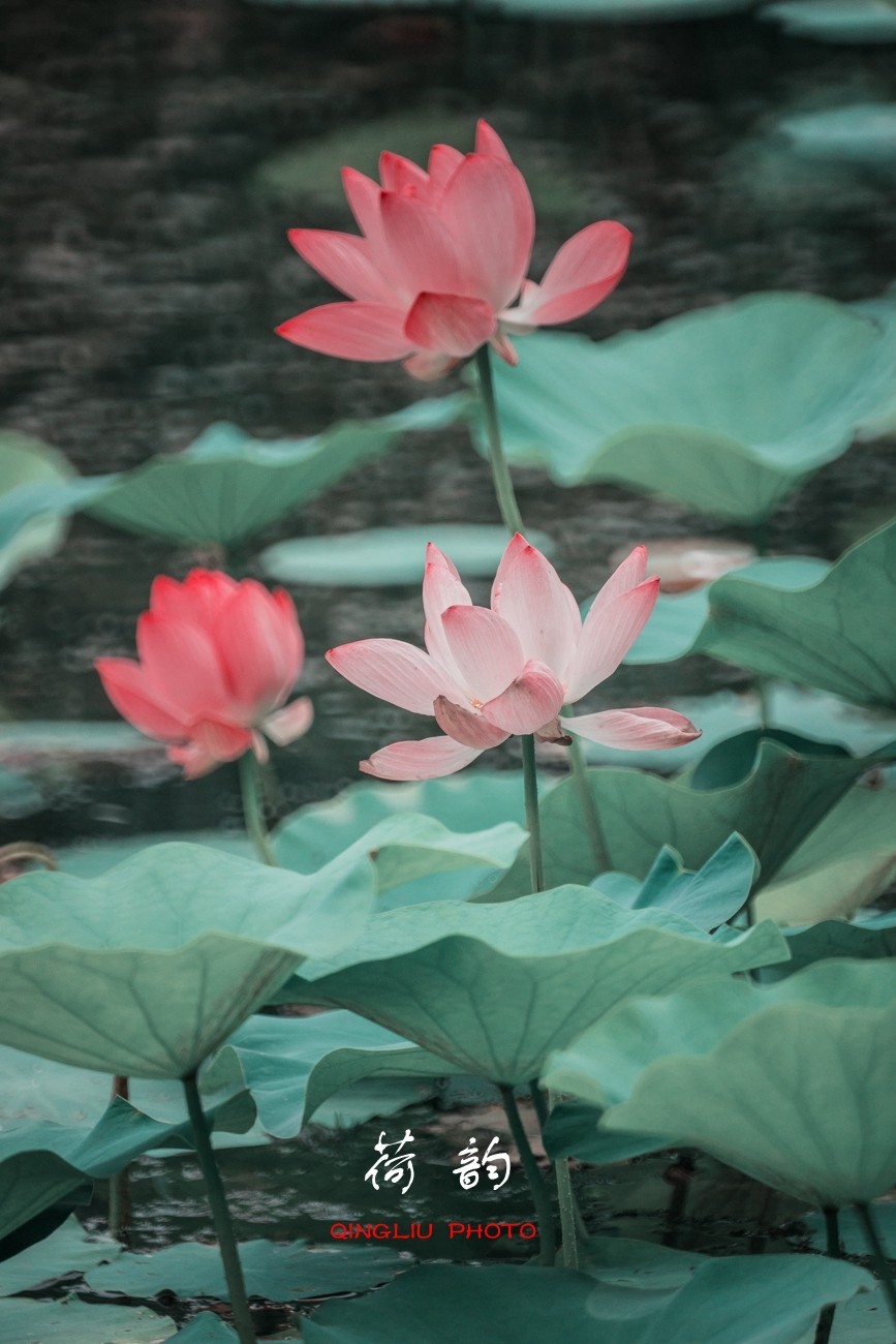 荷 韵 （竖版）之二