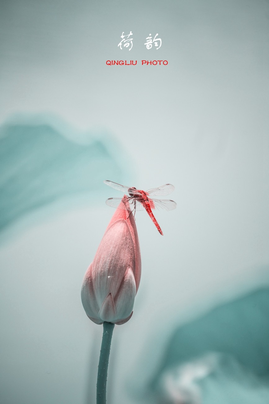 荷 韵 （竖版）之二