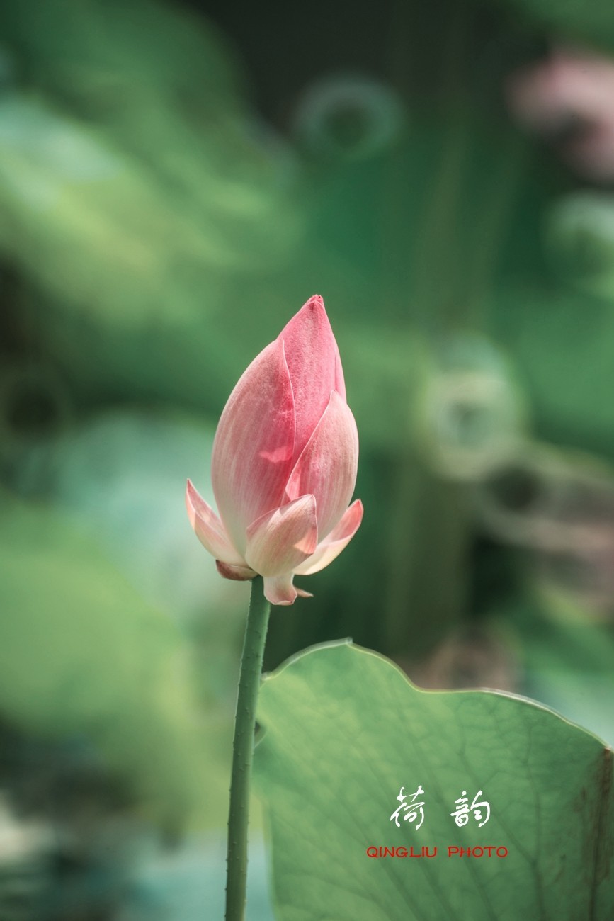 荷 韵 （竖版）之二