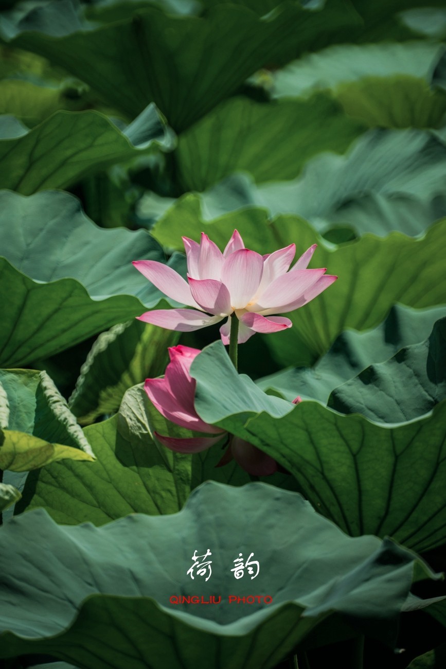 荷 韵 （竖版）之二