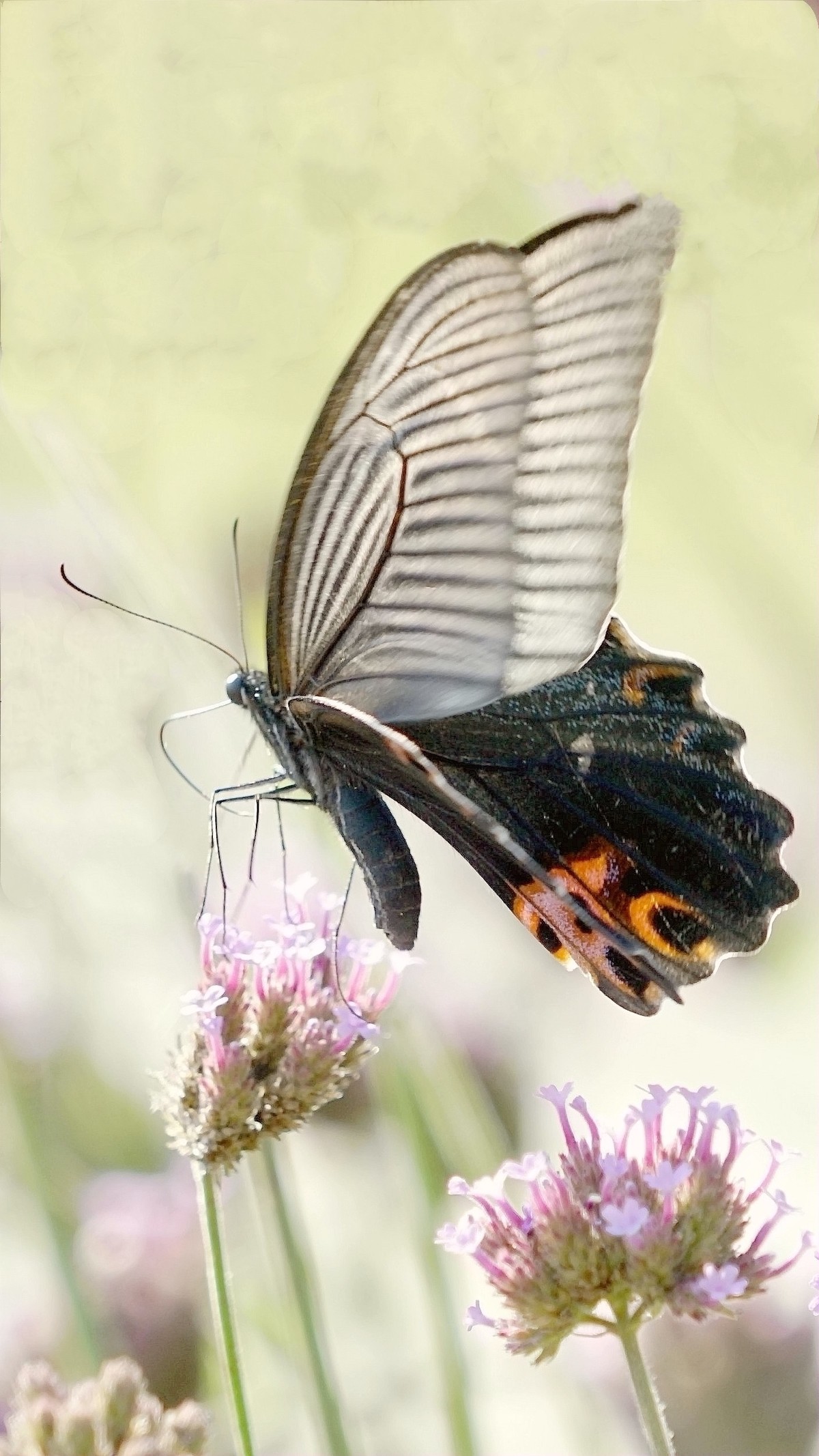 花好月圆，祝福各位老师中秋快乐