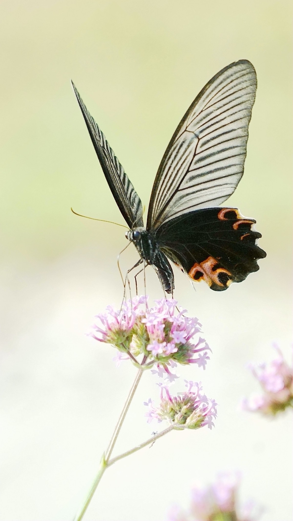 花好月圆，祝福各位老师中秋快乐