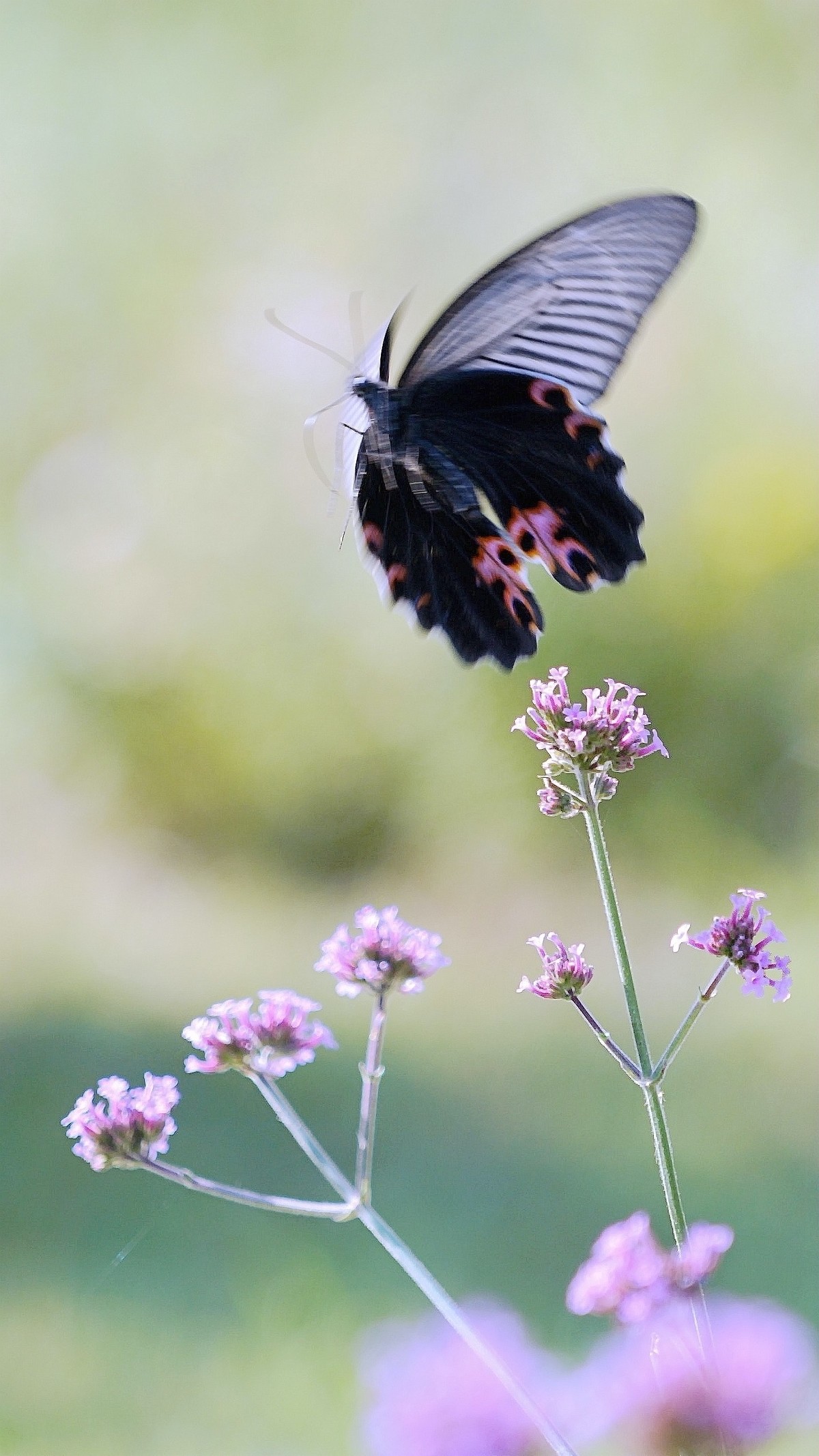 花好月圆，祝福各位老师中秋快乐