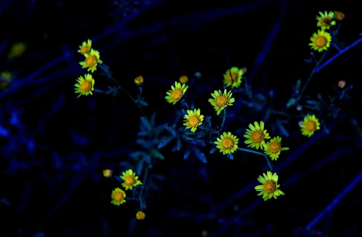 小野菊