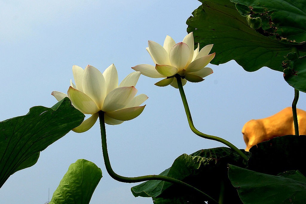 盆栽荷=11