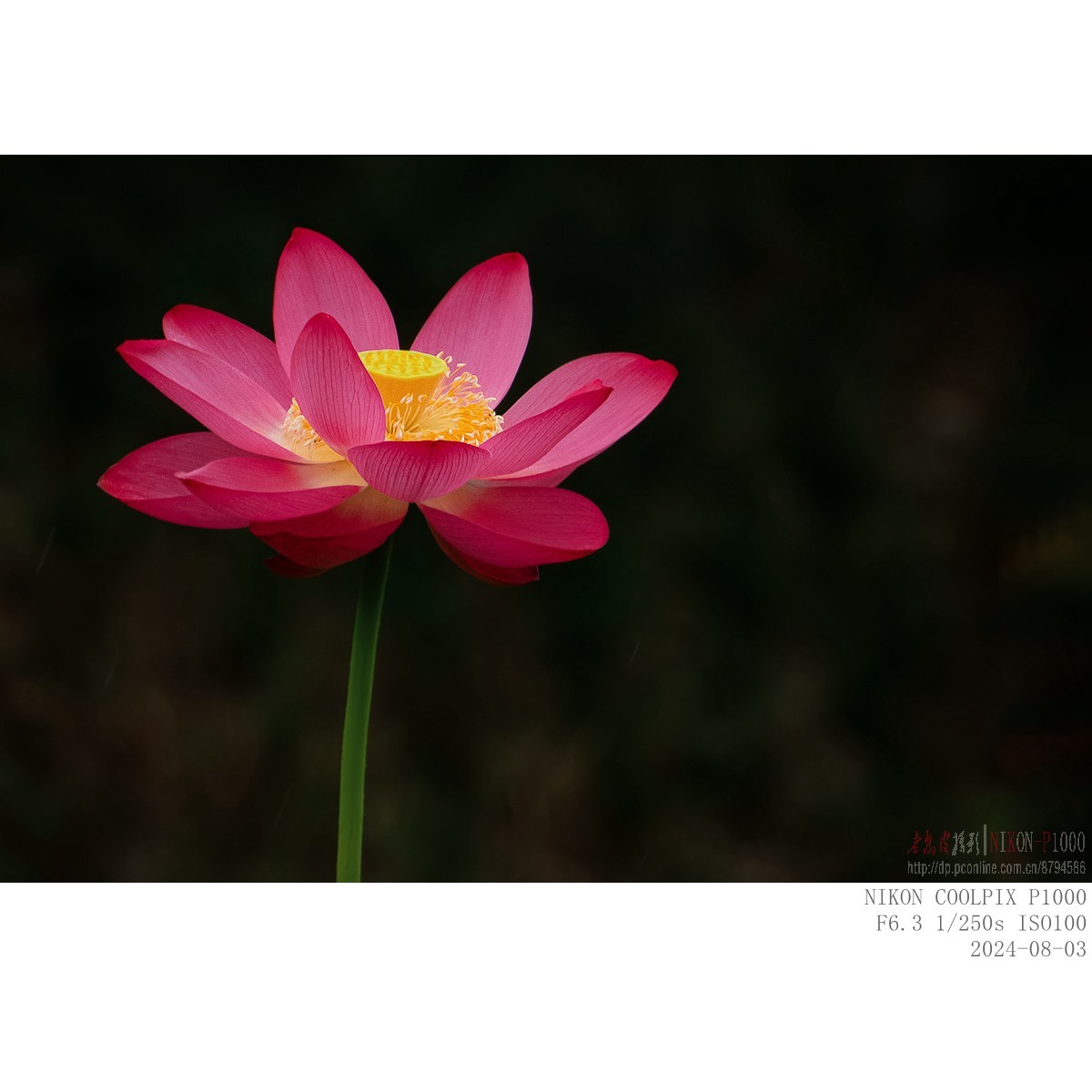 即将谢幕的夏场主角