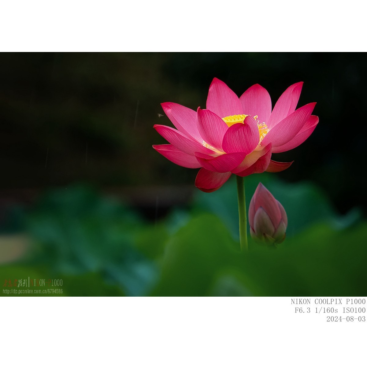 即将谢幕的夏场主角