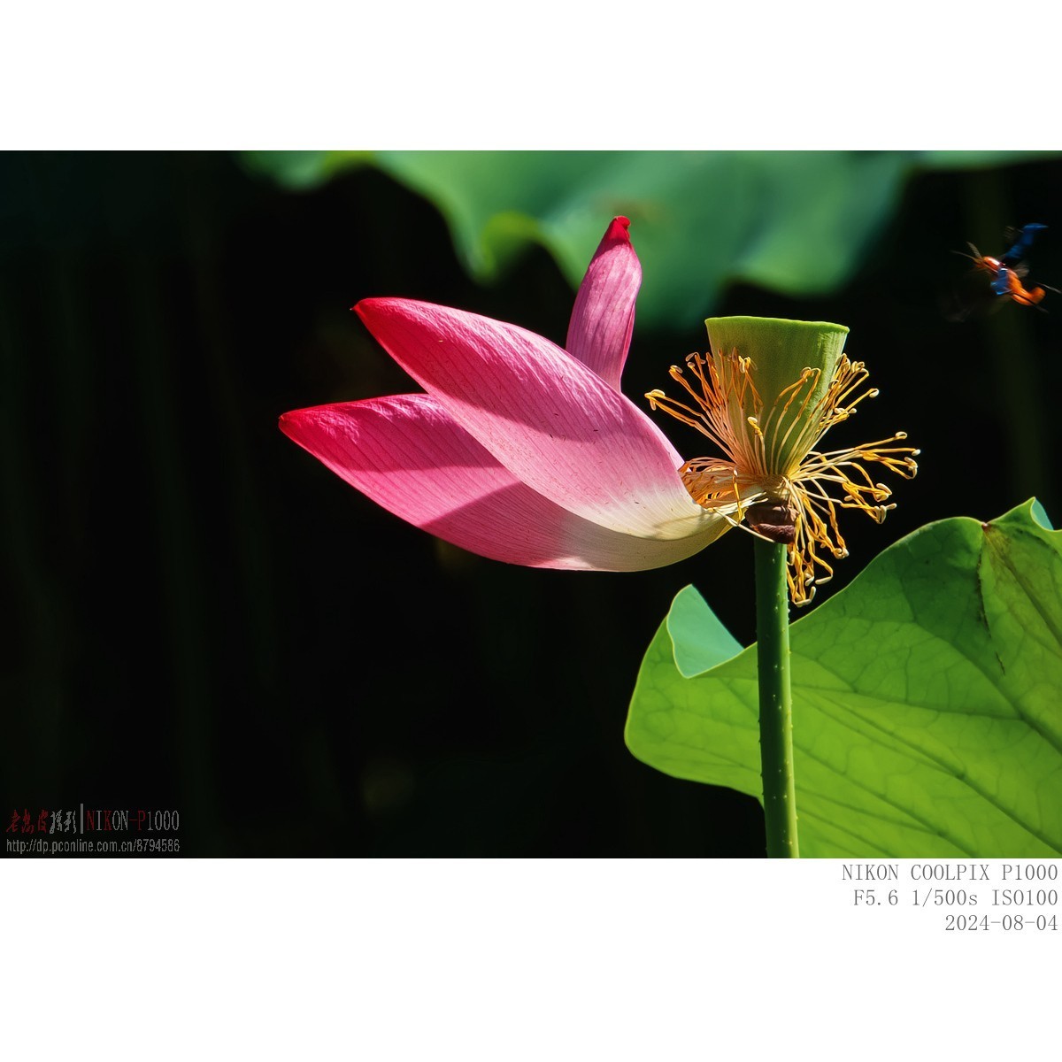 即将谢幕的夏场主角