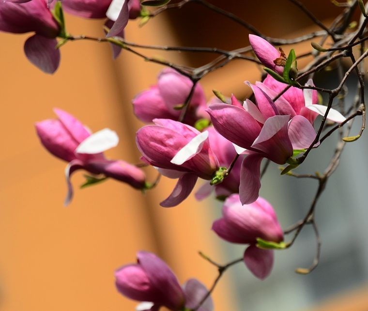 花卉系列【3320】