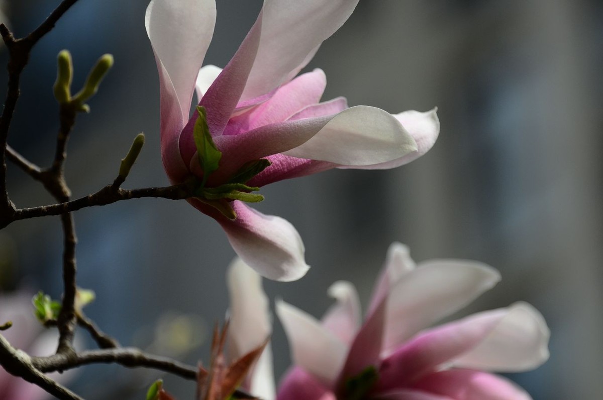 花卉系列【3320】