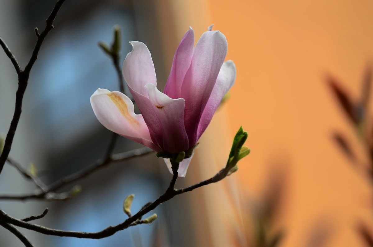 花卉系列【3320】