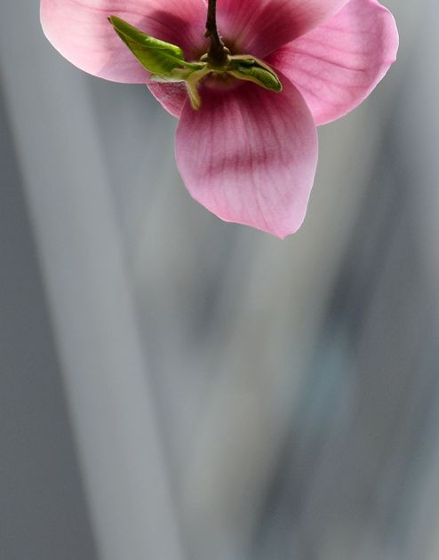 花卉系列【3321】