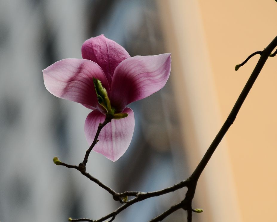 花卉系列【3321】