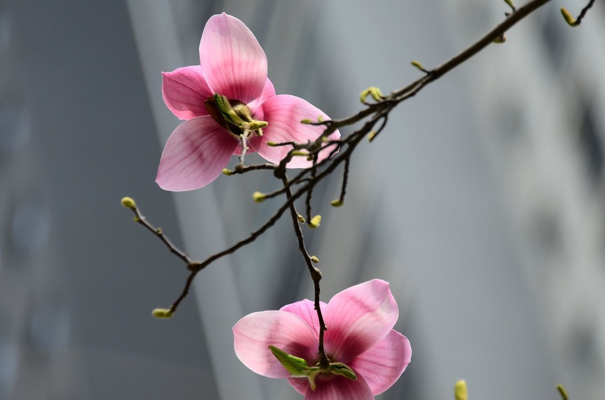 花卉系列【3321】