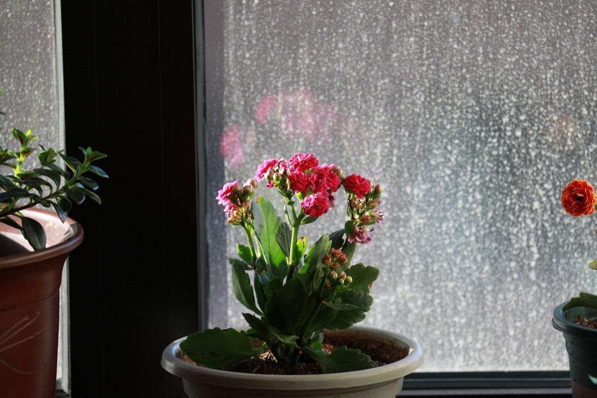 家中花卉及摆件