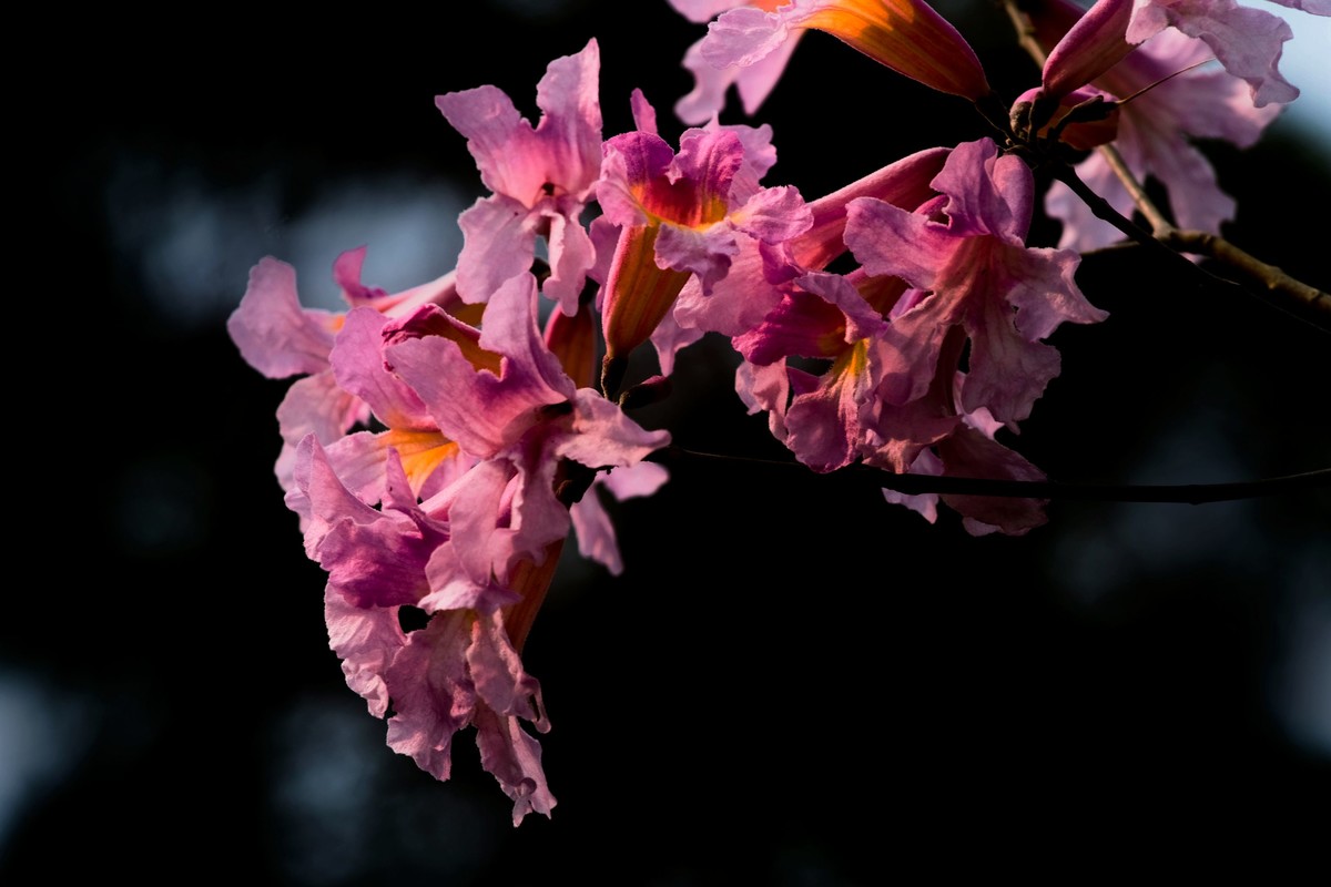 粉红色风玲花（二）