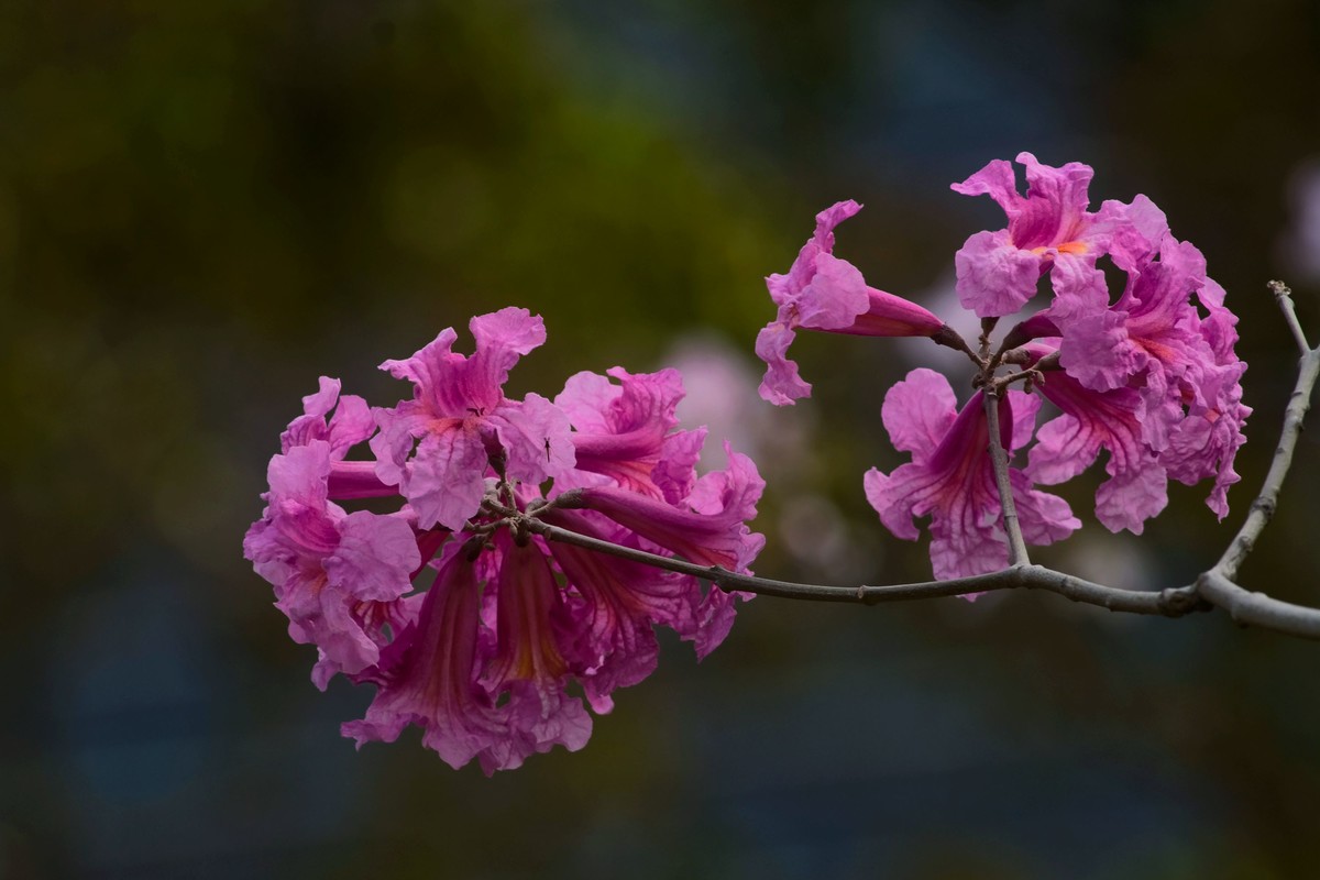 粉红色风玲花（二）