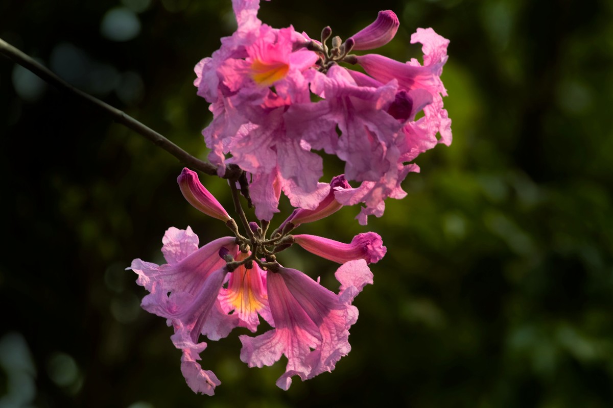 粉红色风玲花（二）