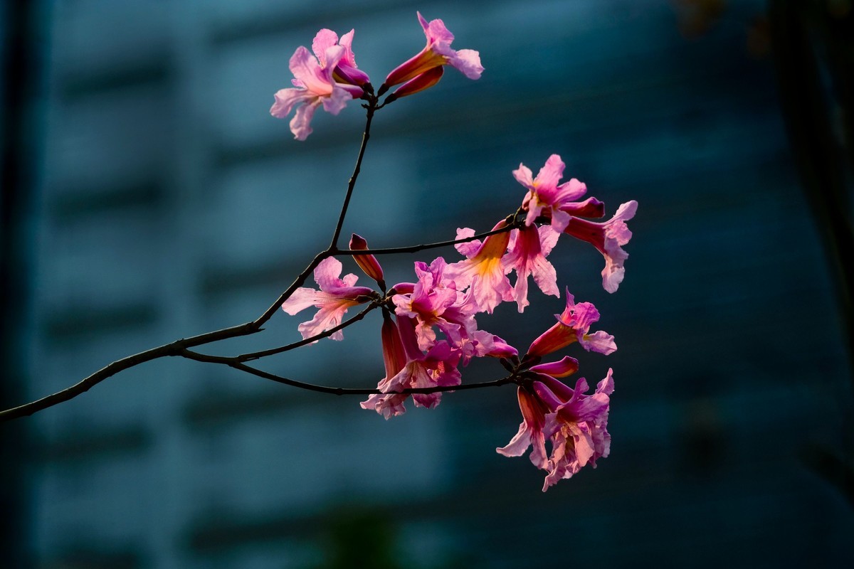 粉红色风玲花（二）