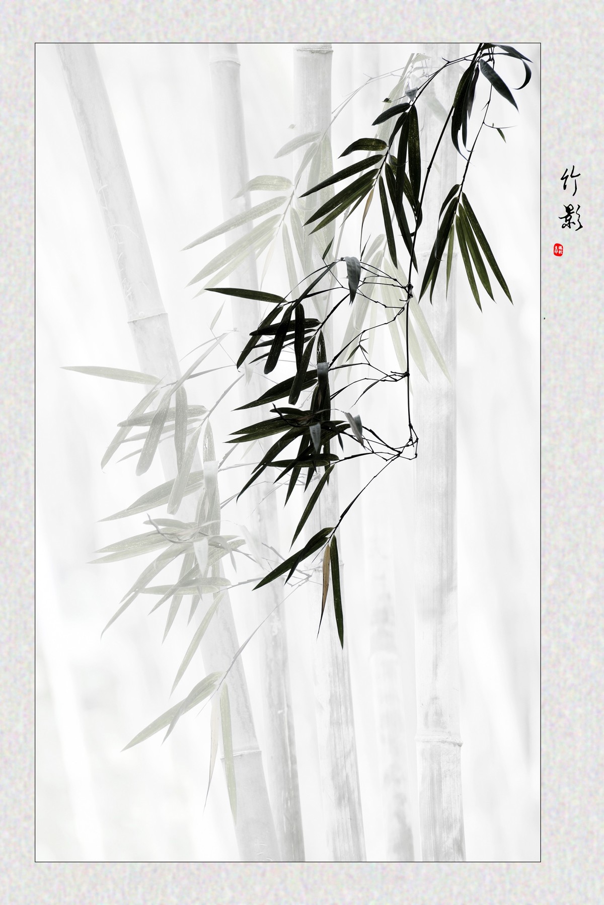 竹影-中关村在线摄影论坛