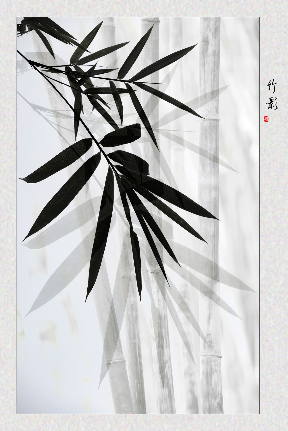 竹影-中关村在线摄影论坛